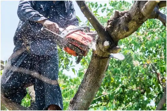 tree services Hybla Valley
